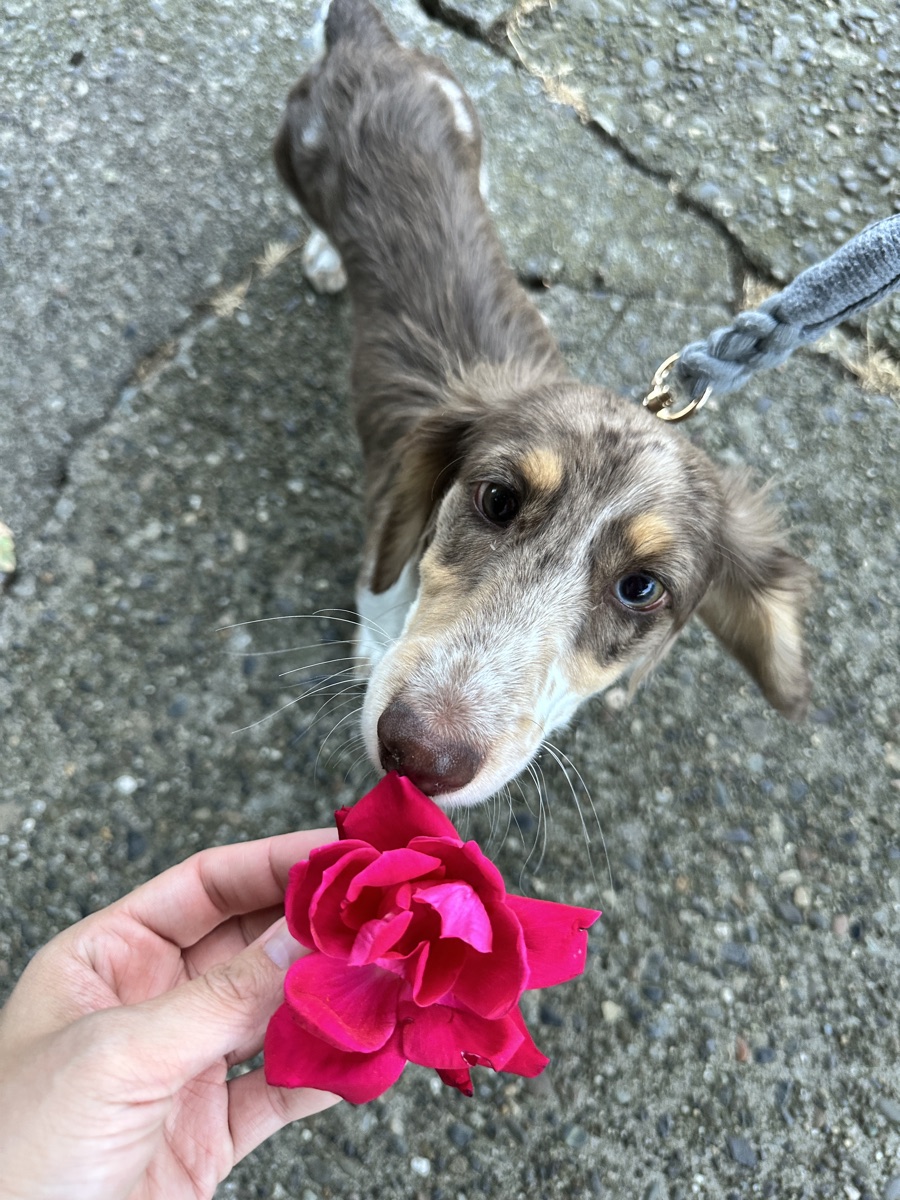 Maeve, Jenna's dachshund, nosing a bright pink rose held out to her on a Seattle sidewalk